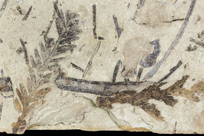 Fossil Plant Plate (Metasequoia, Thuja)- Cache Creek, BC #110910